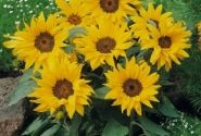 Helianthus annuus Pacino Cola