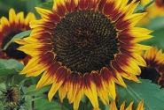 Helianthus annuus Floristan