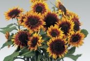 Helianthus annuus Floristan