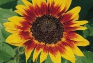 Helianthus annuus Ring of Fire