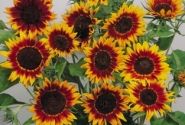 Helianthus annuus Ring of Fire