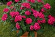 Pentas lanceolata Kaleidoscope Deep Rose