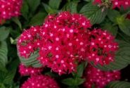 Pentas lanceolata Kaleidoscope Deep Rose