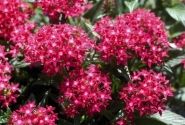 Pentas lanceolata Kaleidoscope Deep Rose