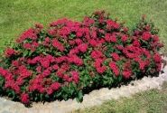 Pentas lanceolata Kaleidoscope Deep Rose
