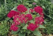 Pentas lanceolata Kaleidoscope Camine