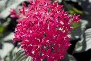 Pentas lanceolata Kaleidoscope Camine