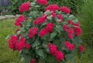 Pentas lanceolata Kaleidoscope Camine