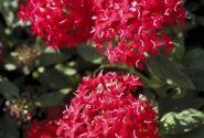 Pentas lanceolata Kaleidoscope Deep Red