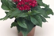 Pentas lanceolata Kaleidoscope Deep Red
