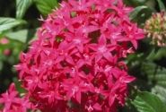 Pentas lanceolata Graffiti Lipstick