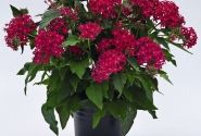 Pentas lanceolata Graffiti Lipstick