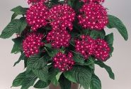 Pentas lanceolata Graffiti Bright Red