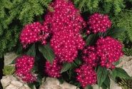 Pentas lanceolata Graffiti Bright Red