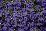 Lobelia erinus Palace Blue