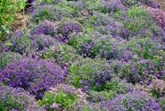 Lobelia erinus Palace Blue