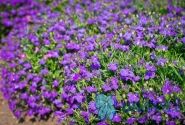Lobelia erinus Palace Blue
