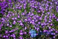 Lobelia erinus Palace Blue with Eye