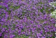 Lobelia erinus Palace Blue with Eye