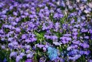 Lobelia erinus Palace Sky Blue
