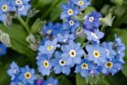 Myosotis sylvatica Bellamy Blue