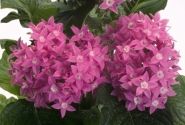 Pentas lanceolata Kaleidoscope Pink