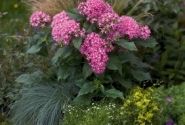 Pentas lanceolata Kaleidoscope Pink