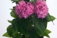 Pentas lanceolata Kaleidoscope Pink