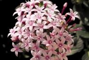 Pentas lanceolata Kaleidoscope Appleblossom