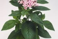 Pentas lanceolata Kaleidoscope Appleblossom