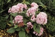 Pentas lanceolata Kaleidoscope Appleblossom