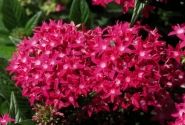 Pentas lanceolata Kaleidoscope Deep Rose