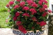 Pentas lanceolata Kaleidoscope Deep Rose