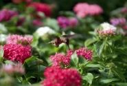 Pentas lanceolata Kaleidoscope Deep Rose