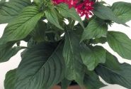 Pentas lanceolata Kaleidoscope Camine