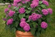 Pentas lanceolata Kaleidoscope Lilac