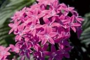 Pentas lanceolata Kaleidoscope Lilac