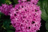 Pentas lanceolata Kaleidoscope Lilac