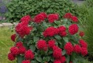 Pentas lanceolata Kaleidoscope Deep Red