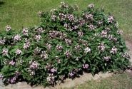 Pentas lanceolata Northern Lights Lavender