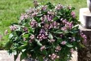 Pentas lanceolata Northern Lights Lavender