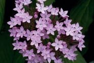 Pentas lanceolata Northern Lights Lavender