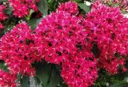 Pentas lanceolata Graffiti 20/20 Cranberry