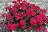 Pentas lanceolata Graffiti 20/20 Cranberry