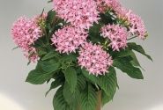 Pentas lanceolata Graffiti Pink