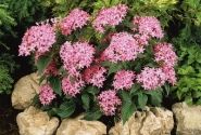 Pentas lanceolata Graffiti Pink
