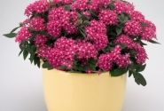 Pentas lanceolata Graffiti Rose