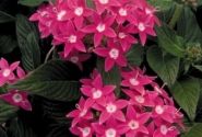 Pentas lanceolata Graffiti Rose