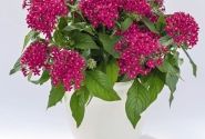 Pentas lanceolata Graffiti 20/20 Fuchsia ( Deep Rose)