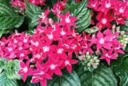 Pentas lanceolata Graffiti 20/20 Fuchsia ( Deep Rose)